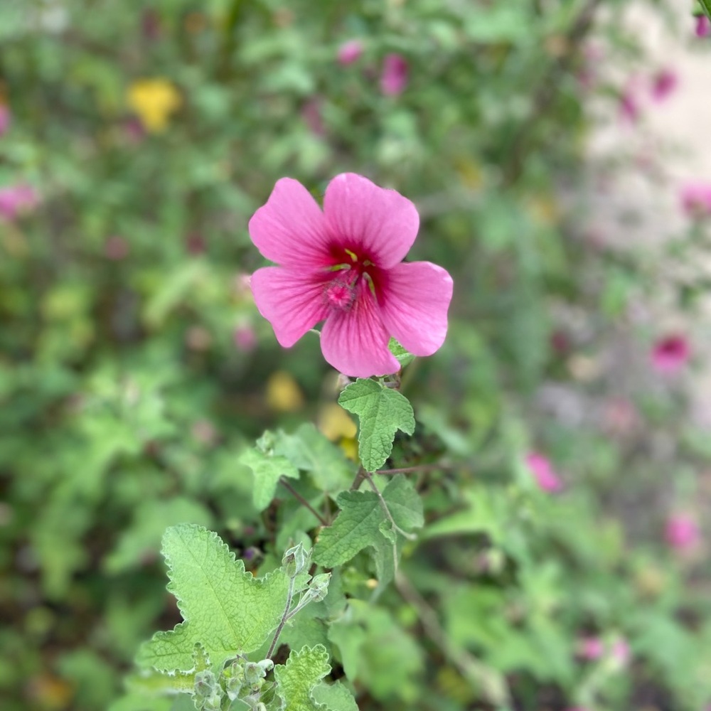 Meet your Posher, Sugardonut